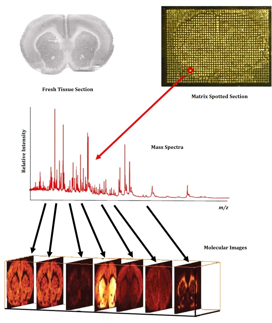 Mass Spectrometry Imaging Global Events Usa Europe Middle East