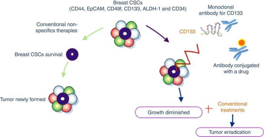 stem cell treatment for breast cancer Kurt roussell and ass