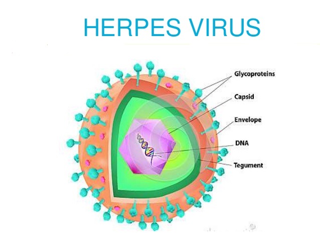 Herpes Virus | Amsterdam | Netherlands | 2018 | Europe | USA | Asia ...