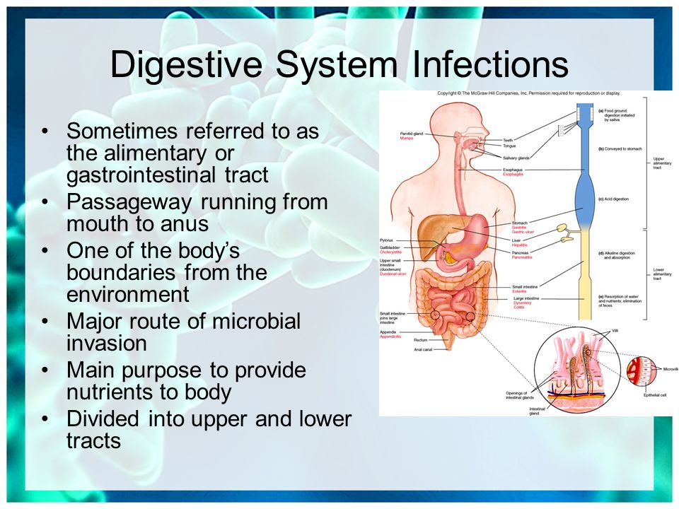 What Are The Different Types Of Stomach Bacteria