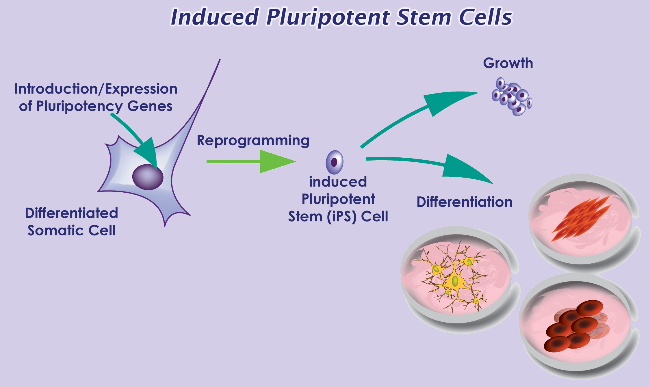 induced pluripotent stem cells vs embryonic stem cells