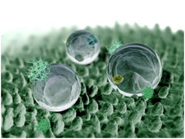Biomimetic Materials / Bio inspired Intelligent Biomaterials Photo
