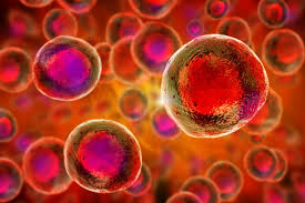 Stem Cells / Tissue Engineering Photo