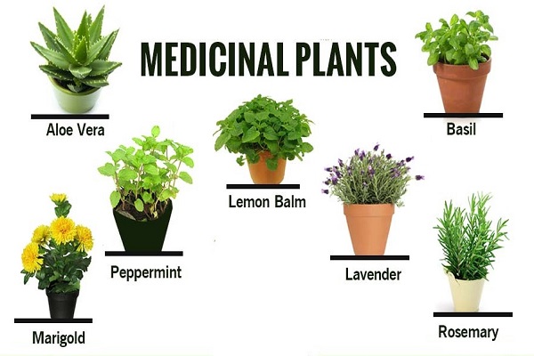 Medicinal Plants Photo