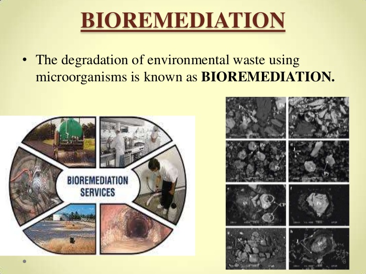 Биоремедиация почв загрязненных презентация
