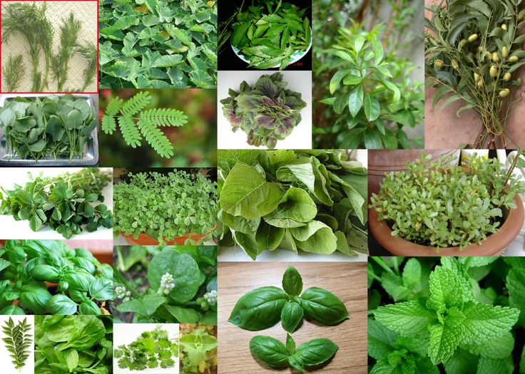 Image result for images of plants of herbal