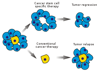 Cancer Stem Cells (CSCs) Photo